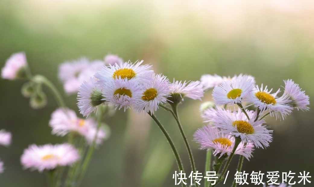 桃花|7月，缘分逆袭，逆风翻盘，桃花转运，3生肖喜结良缘，相约白首