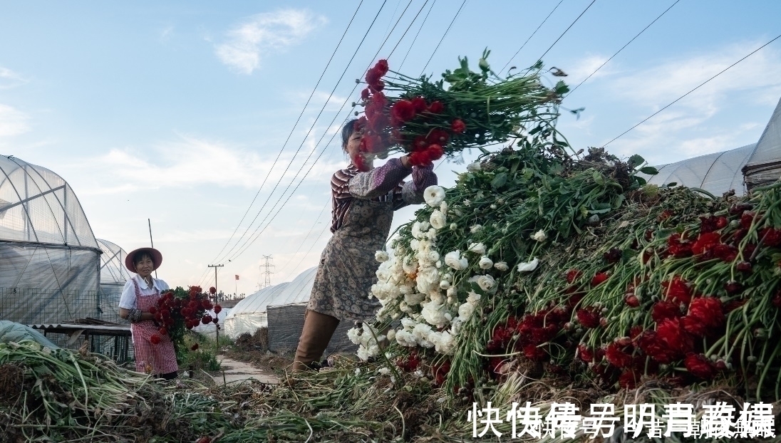 杨道林|果然，东西不贵都是有原因的，刚刚一位拼多多商家说了大实话