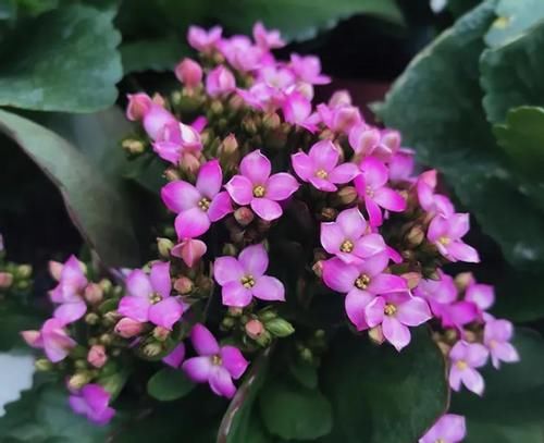 3月前后天气渐暖,养这几样植物,舍得撸叶子摘顶才能开花越漂亮