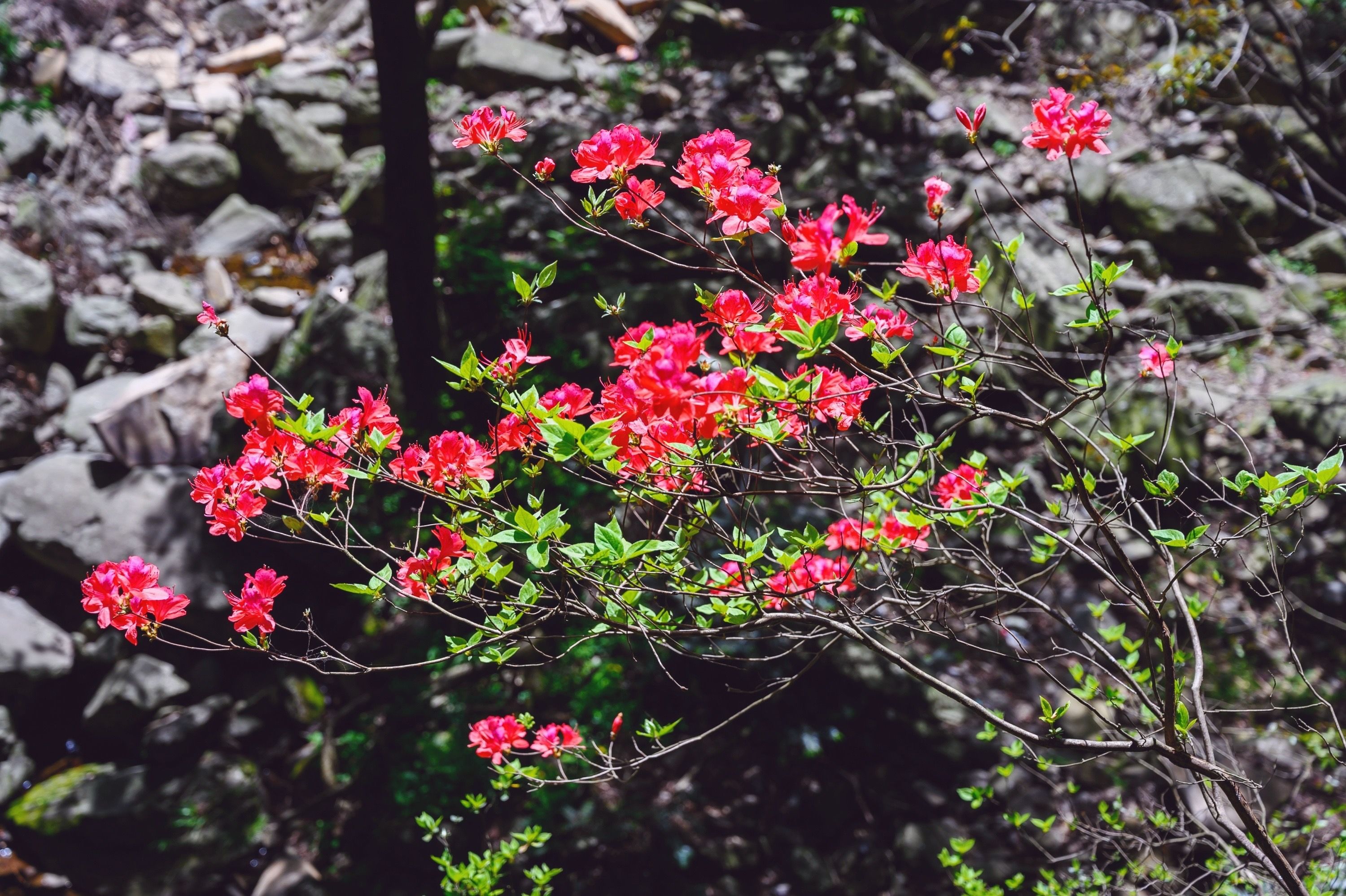 安吉浙北大峡谷，北纬30度线上的奇特山景，九大游乐项目等你挑战