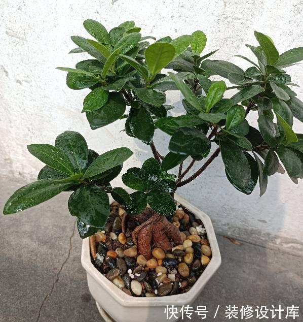 枝条|盆栽榕树怎么养?注意2点,枝叶很多、绿油油很繁茂、造型也美