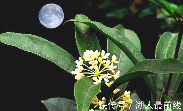 佳期&文征明中秋对月,浪漫词情笔下写,有青雀与嫦娥还有香醪溢宫阙