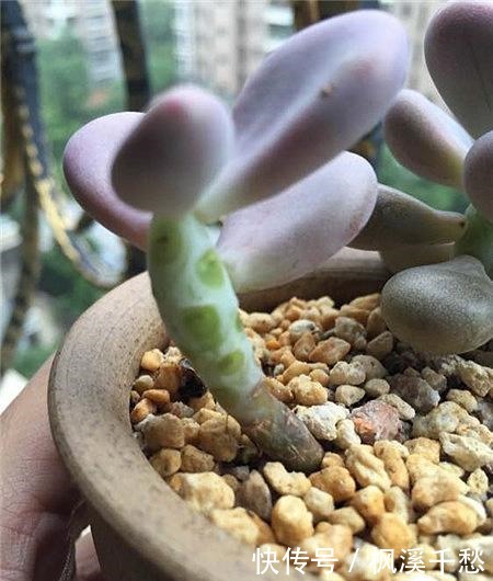 多肉植物桃蛋有“3怕”,避开了才能养出绝美状态!