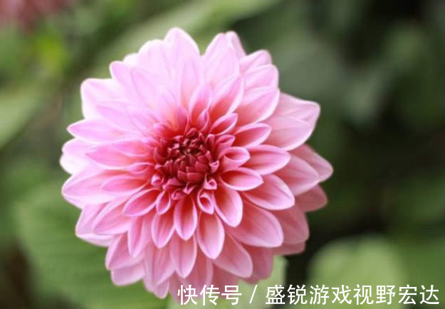 根颈处|“此花”好养易爆盆,花朵大花期长,天冷天热都不怕,比牡丹还美