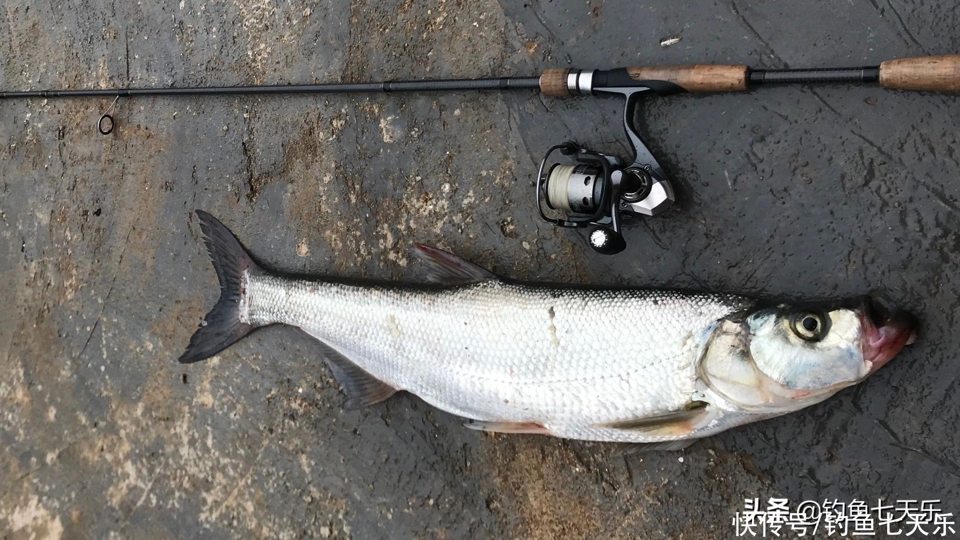 鱼钓多了遭“吐槽”！广东一钓友晒渔获被喊话：为啥不放生？