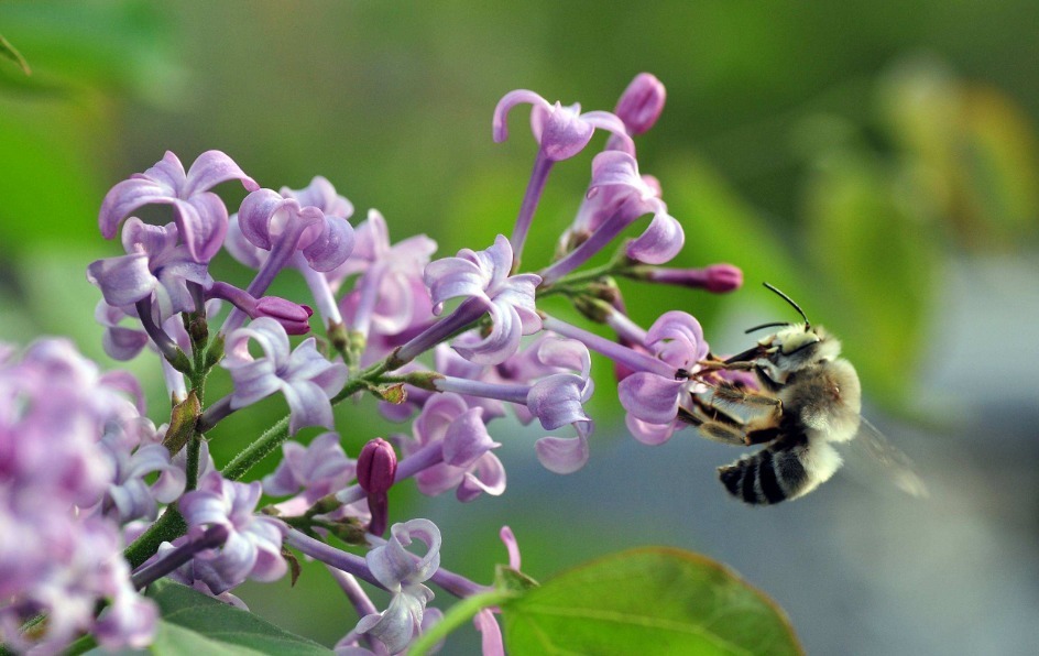 家里不能“碰”光的三种花,要放在黑暗里摆放,根粗叶绿花儿红