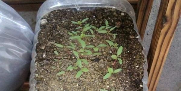 吃剩的油桶不要扔,教你三种方式做成花盆,简直不要太漂亮