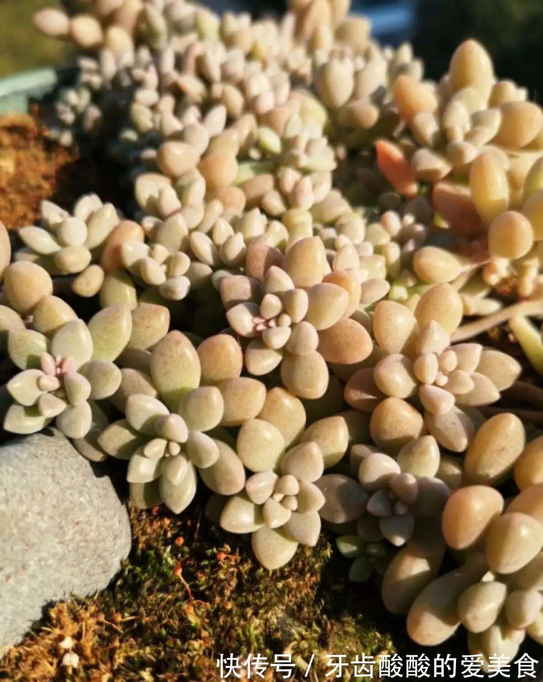 1个盆里塞800棵多肉,鼓到爆炸,看都不敢看