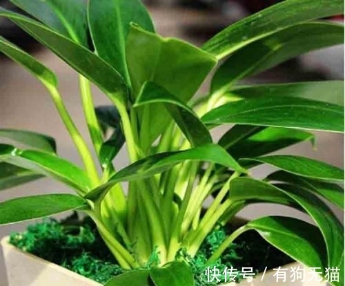 89%的人不认识这种植物,它才是净化甲醛的高手