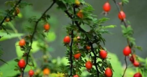 我的家乡|长在山上的野生砂糖果,曾是农村娃抢着吃的水果,城里人没吃过