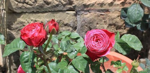  生活态度|养花上瘾怎么办？不要急，这是一种新的生活态度