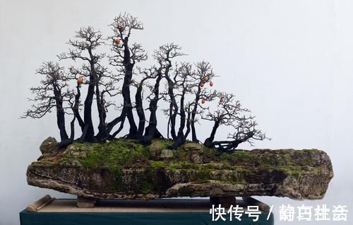 薄膜|三招教会你,让树桩快速发芽成活,方法简单,一看就会,管用