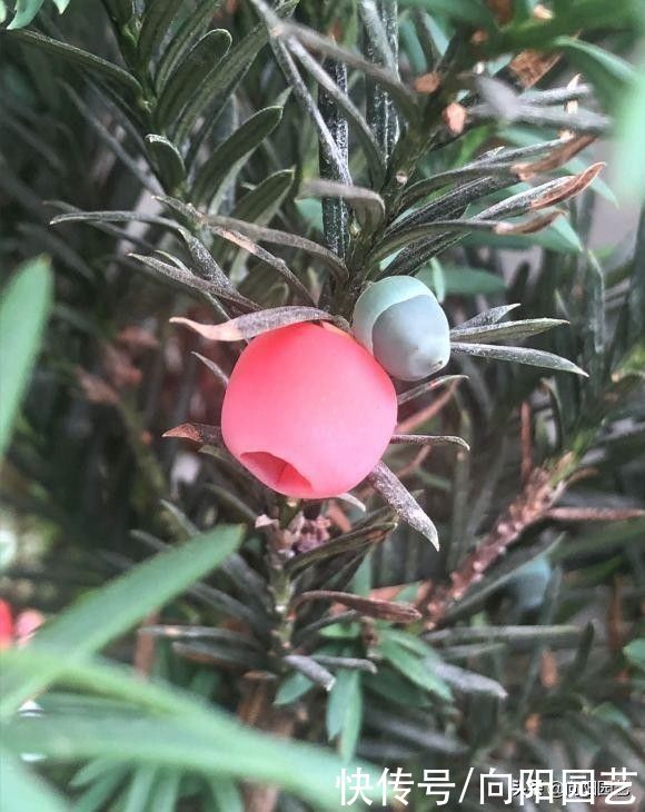 养了6年的红豆杉，结了红果子，家里养上一棵，留作观赏用