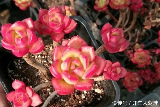 多肉蒂亚一旦上色了,惹人爱,秋季关键点做好,不愁绿焰不上色!