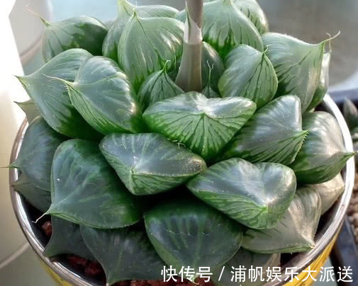 三仙|多肉三仙寿怎么养教你3个小妙招,养出晶莹剔透又饱满的三仙寿