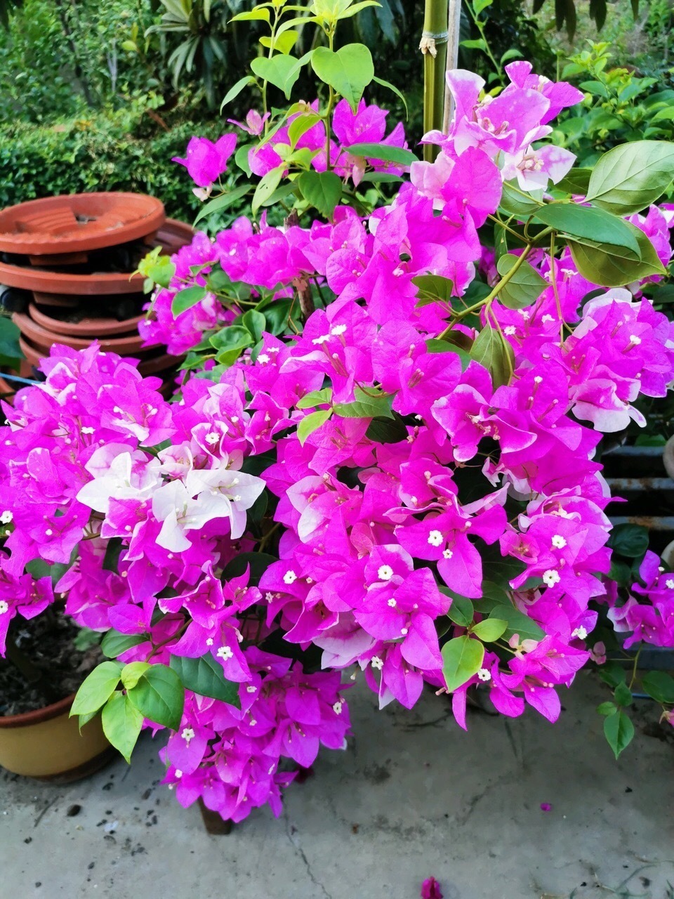 小技巧|3个养花“小技巧”，越早知道越好！养花百分百成活，1分钟学会