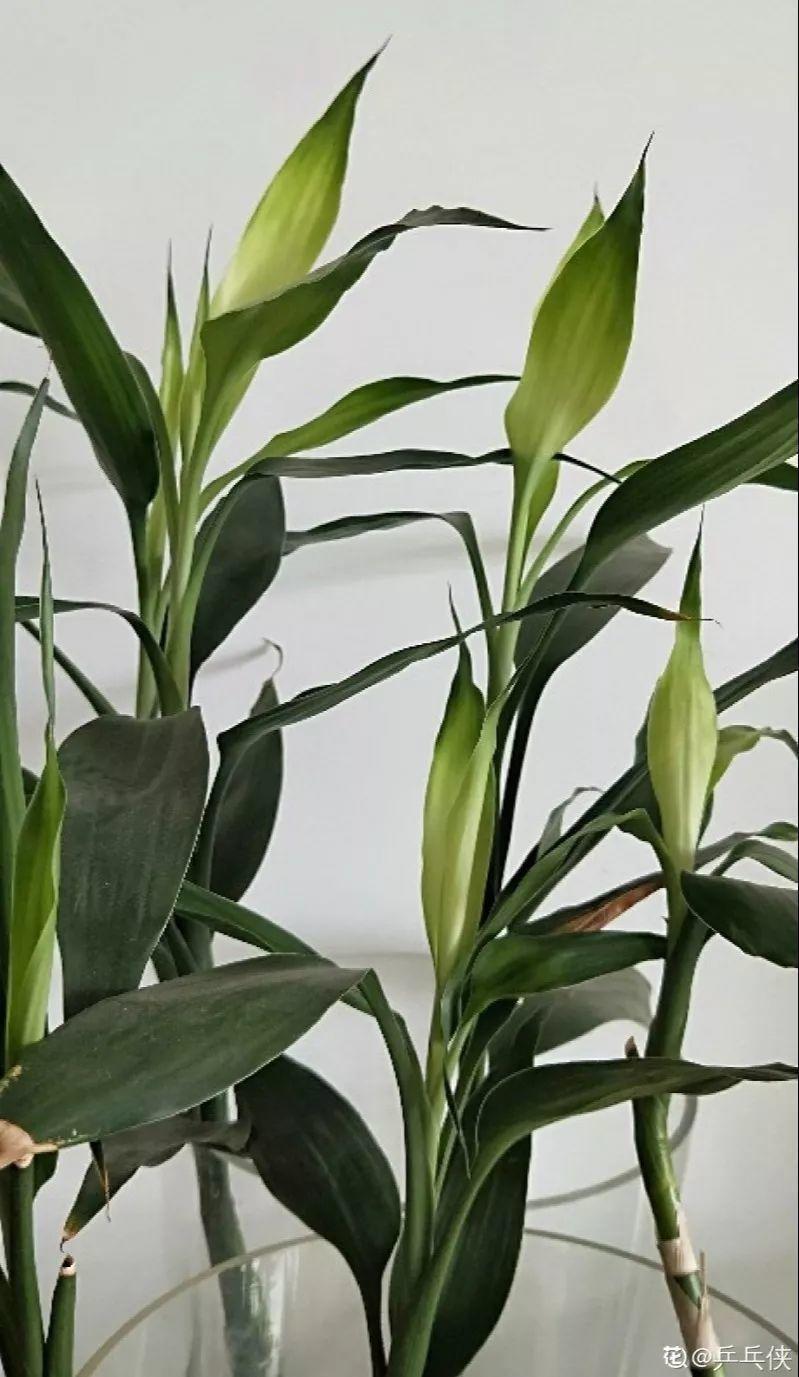 水杨酸|它是天然“生根剂”,给花浇一点,根系壮猛发芽!