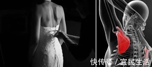 肩部|杜绝畸形肩部审美，要精致也要健康女性最佳训练方案