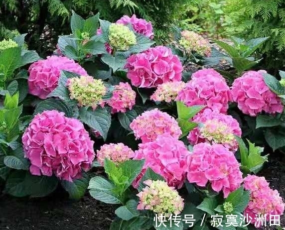 养花的时候应该怎样使用磷酸二氢钾?