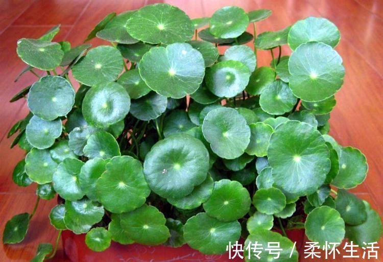 这6种花适合养在书房，提升品位观赏性强，还能净化空气提高效率