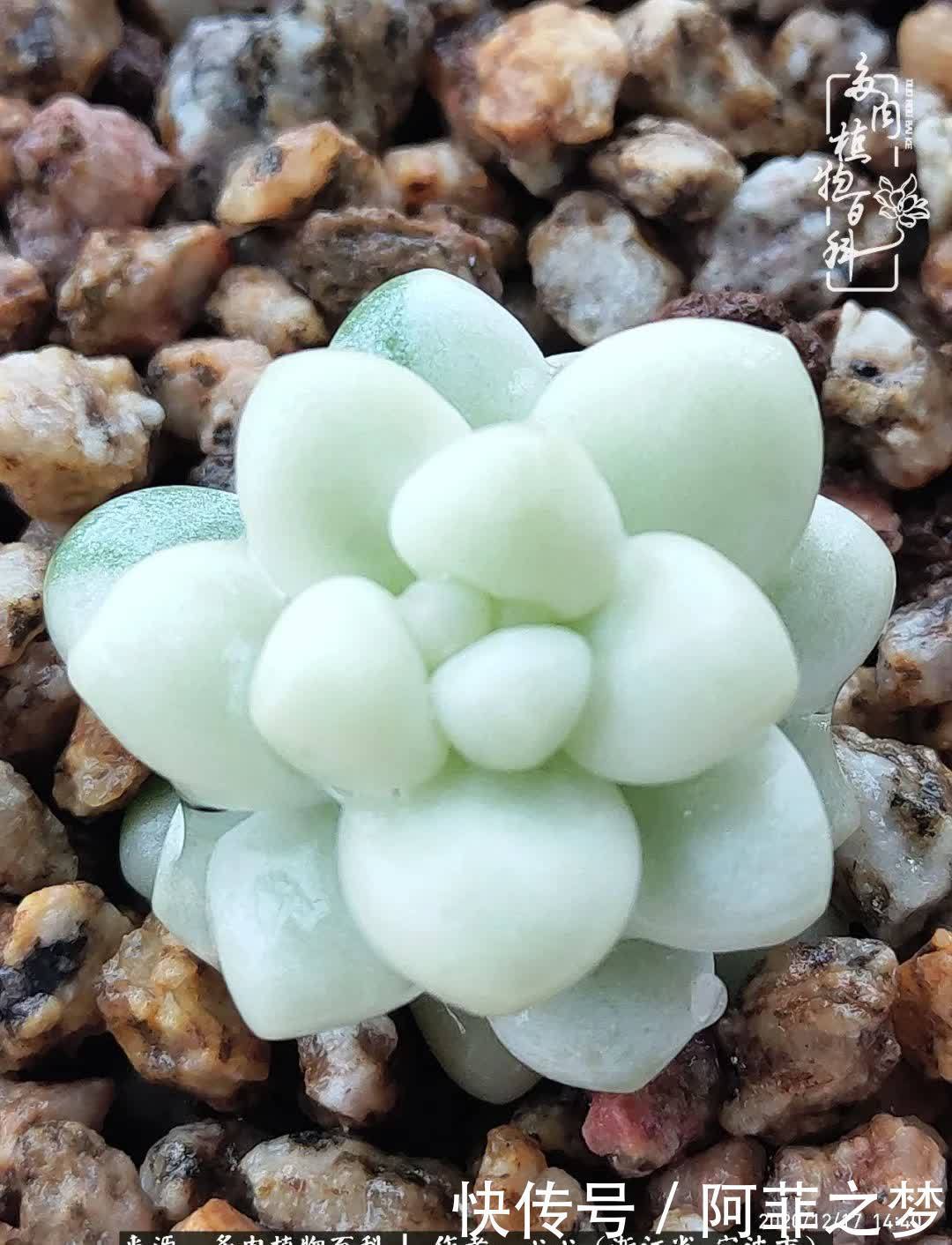 景天锦多肉的结缘之路