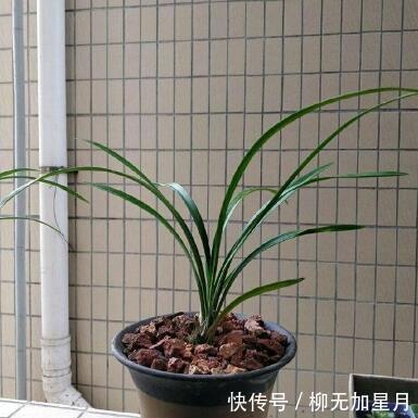 斑点|春天买兰花,学会“看3处”,服盆快、新芽多,当年就开花