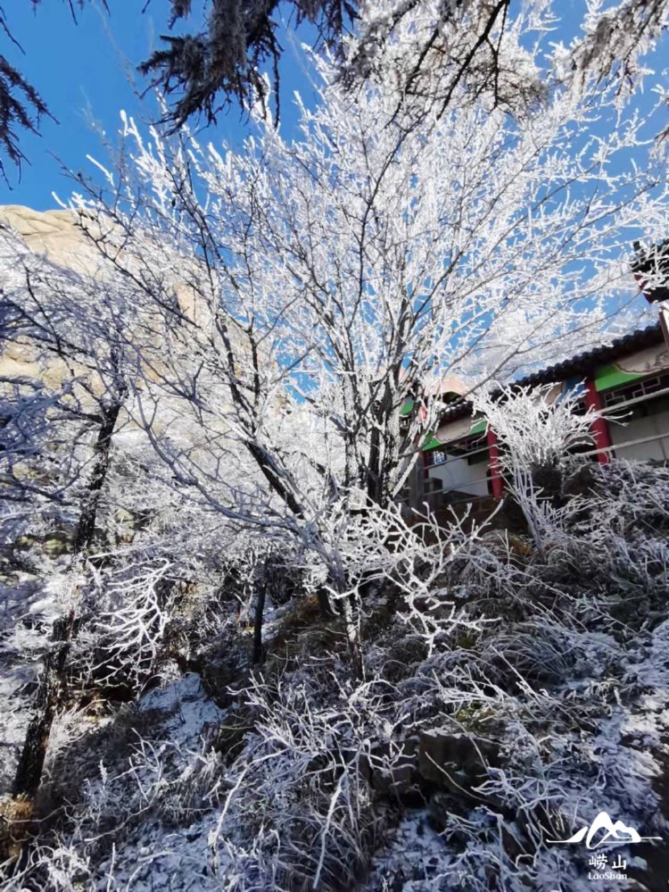 第一场雪|首秀大片来袭！崂山，下雪啦