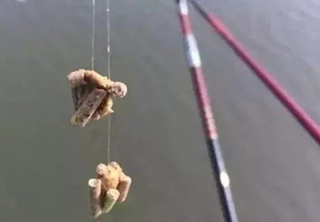 饵料|麻团钓法:诱钓结合效果好,能有效避开小杂鱼,为什么被禁止使用