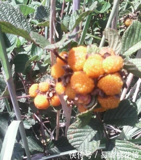 甘蓝|这种果子在孩子不喜欢吃饭的时候吃，立马胃口大开，真是太神奇了