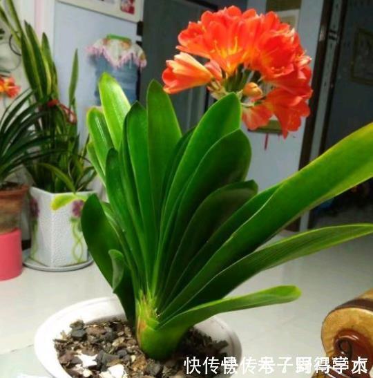 君子兰生长不佳,就喂一些“醋”,根系更壮硕,花朵更艳了