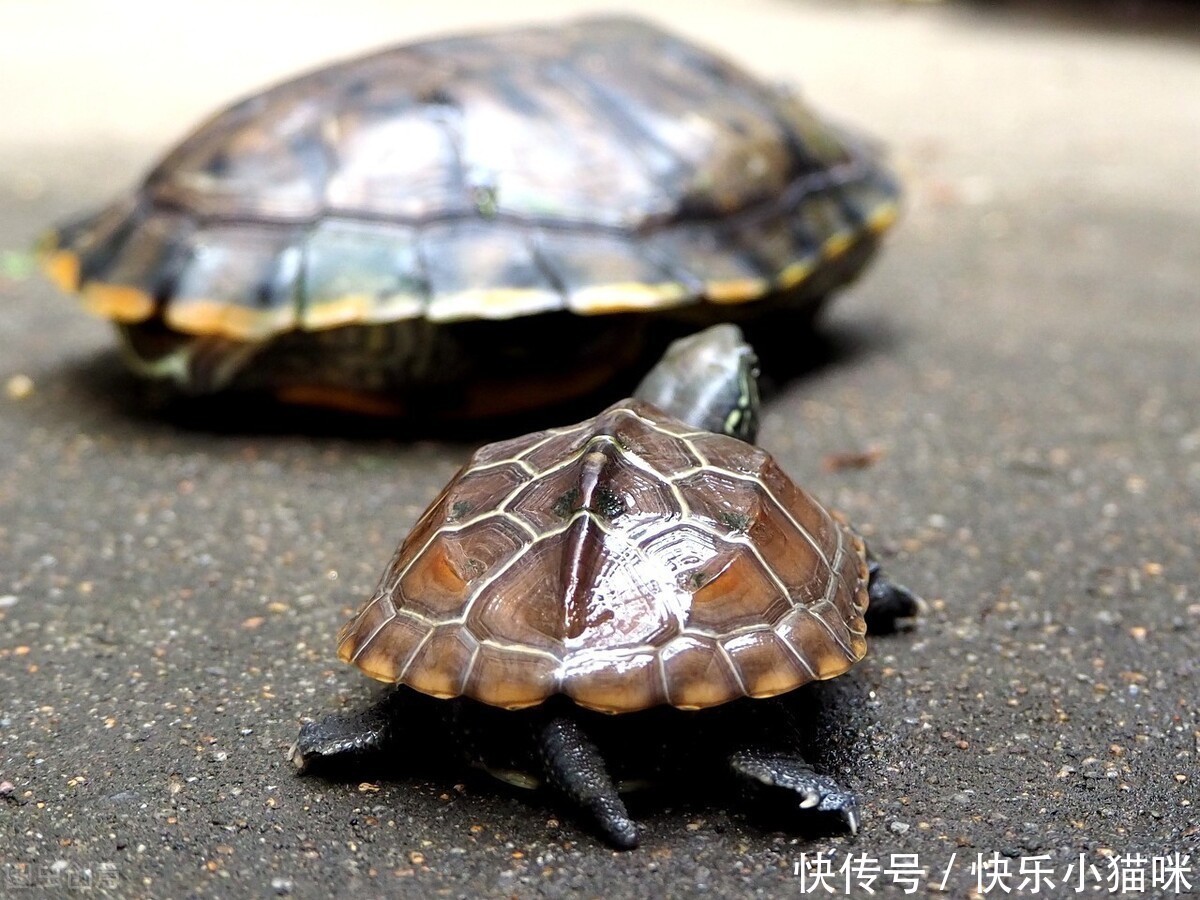 霍思燕太会养狗！开元棋牌- 开元棋牌官网 - 开元棋牌APP下载西施犬破纪录贵宾犬胜日本如今蒙古獒再夺冠