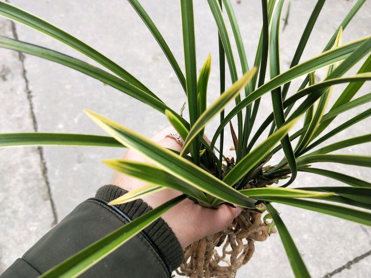 喜欢玫瑰，不如试试“珍稀玫瑰”蓝色妖姬，象征纯洁爱情，真美艳