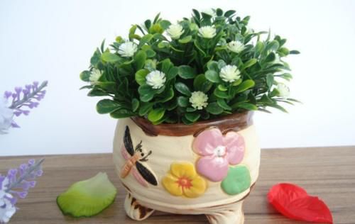 当盆栽状态不佳时，别烦恼，用好草木灰，黄叶不再是问题