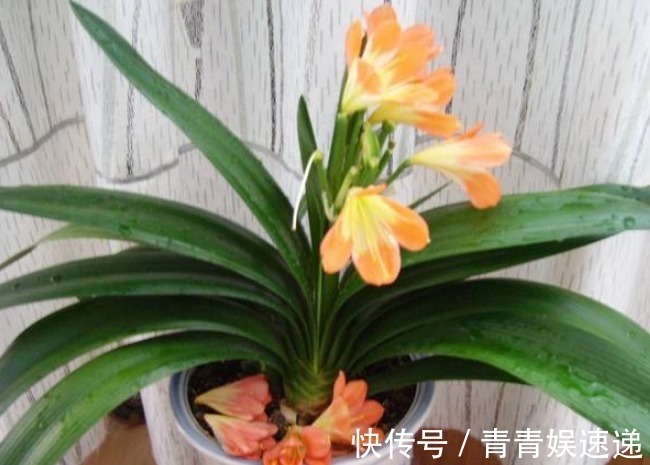 养花不必多，这4种花镇宅又养人，有钱人都在养，尤其最后一种！