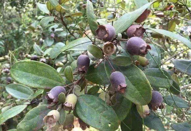 八月瓜|农村野果大全，儿时常吃的味道，吃过15种以上没多少人！