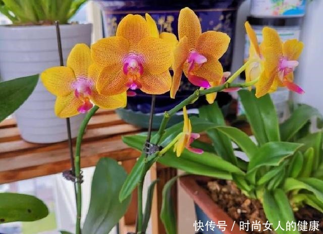 春节买的蝴蝶兰，做好3件事，不用“花后扔”，还能1盆变多盆！