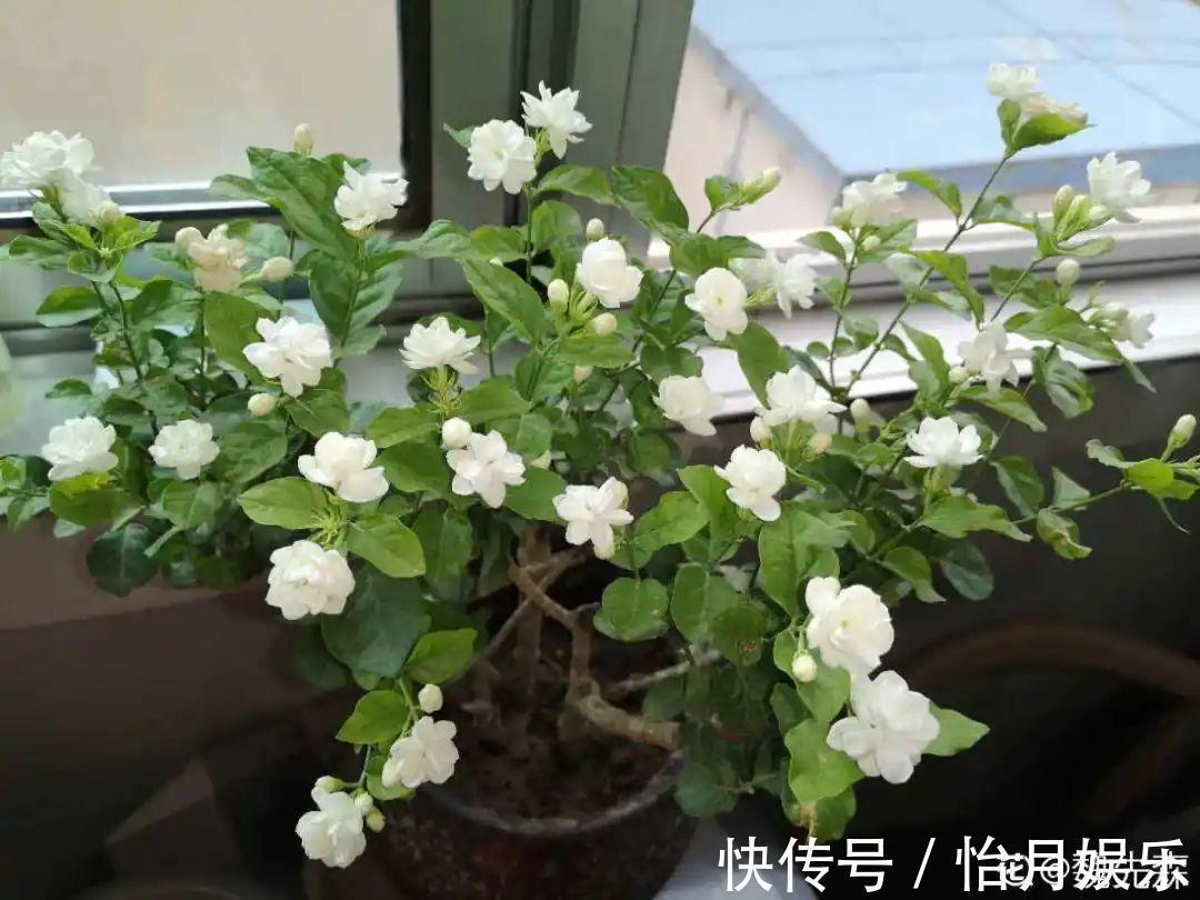 花也能成精,养成巨无霸,一次开花50朵,比小孩还高!
