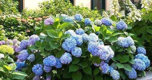 修剪|7月里绣球不修剪,耽误开花一整年,剪的越狠,开花越稳