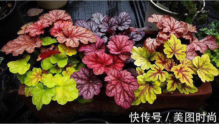 雨水|爆火的下沉式庭院设计,有条件一定要建一个,比别墅花园还好看