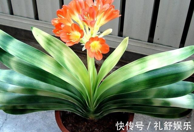 施肥|君子兰根系粗壮，花箭乱窜，多亏了这2步，现在实施时间正好！