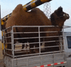 |搞笑GIF:女人不同的年龄还真是不同的味道