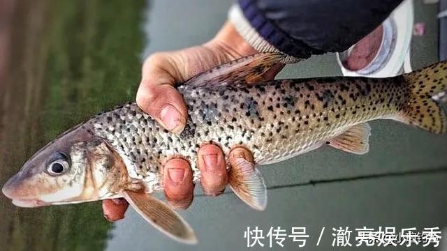 水域|江西吉安的野河中发现罕见的花骨鱼，为何极少有人钓到它？