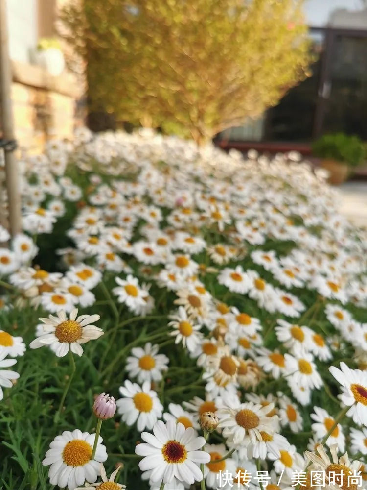 下午茶|一楼430㎡大院子,用1年半建成花园,网友:你这是建了个公园吧?