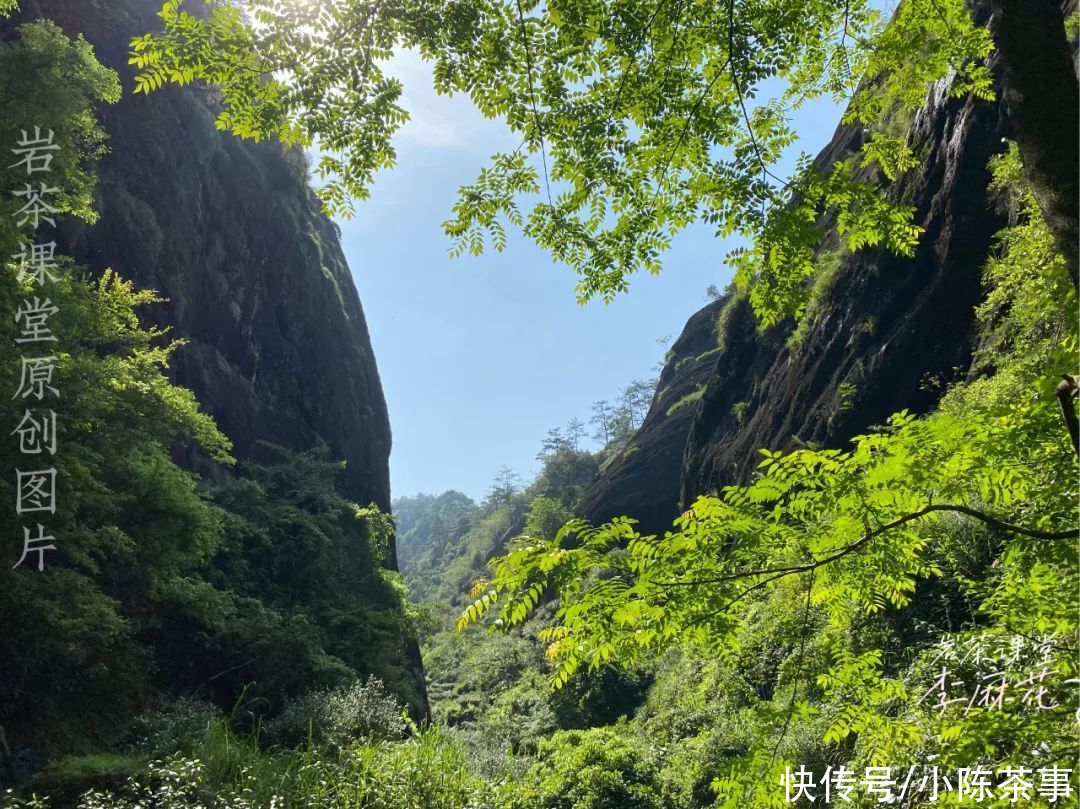 货源|5000元一斤的马头岩肉桂，直播间特惠发福利？这你也敢信？