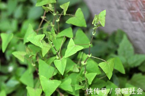 农村|蛇见了都会绕着走的野草，农村孩子却当零食，你吃过吗