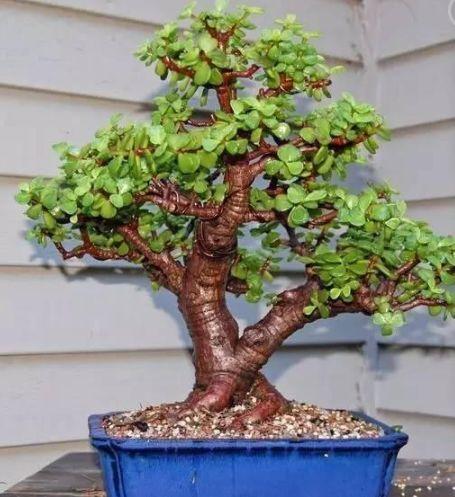 老桩|这花10块钱买一盆,养2年变老桩,叶子密、开花旺,每家都有