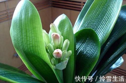 买菜的塑料袋别扔了，用来养花，养啥都旺，谁用谁知道