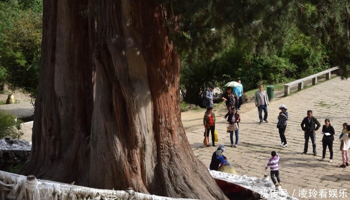 世界最“牛”的两棵树在中国,一棵惊艳了中国,一棵征服了全世界