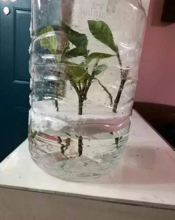 做芽苗菜|家里的塑料油桶别扔,有3个“妙用”,种菜效率高,扦插生根快