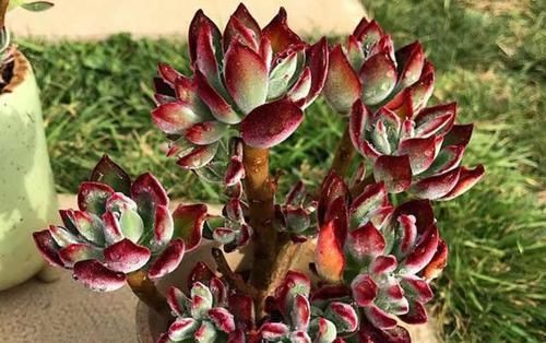 1种“耐旱”多肉，美而不娇气，好养易爆盆，阳光一照就上色